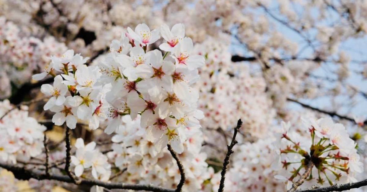 東洋医学！今すぐできる、春の養生法で知っておくべきポイントとは！？